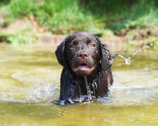 Pet Safety and Blue Green Algae