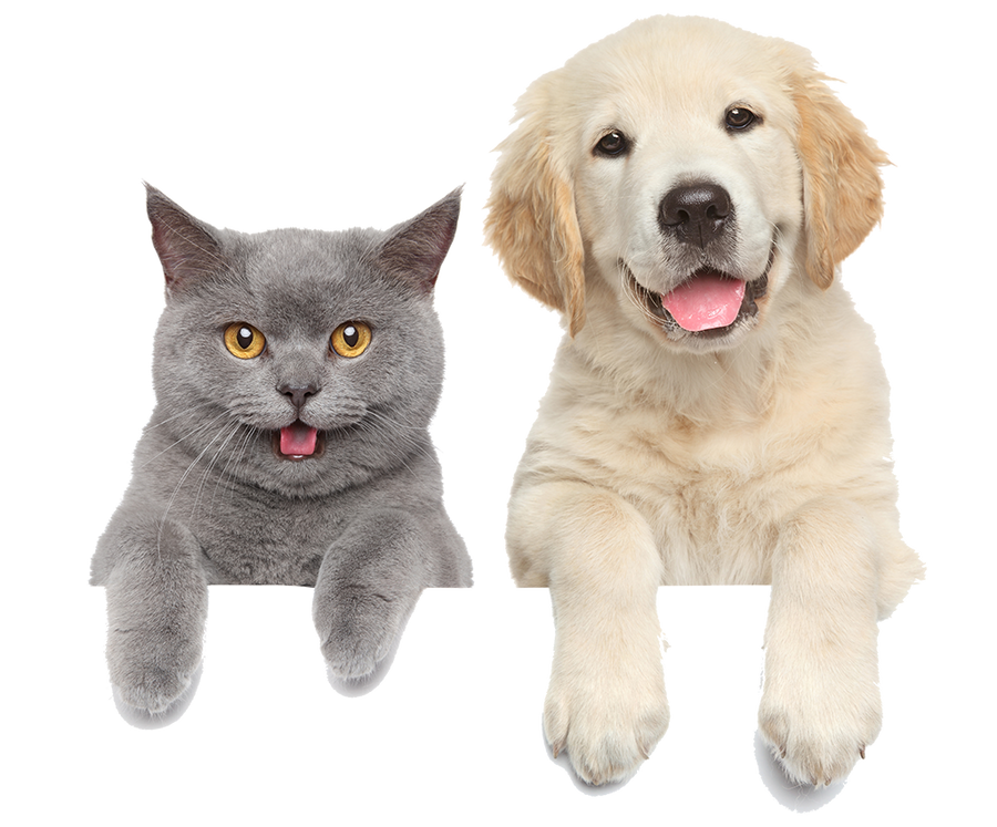Intolerance Testing for Dogs & Cats