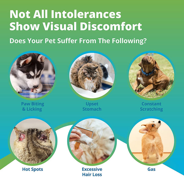 Pet Intolerances & Imbalances Test