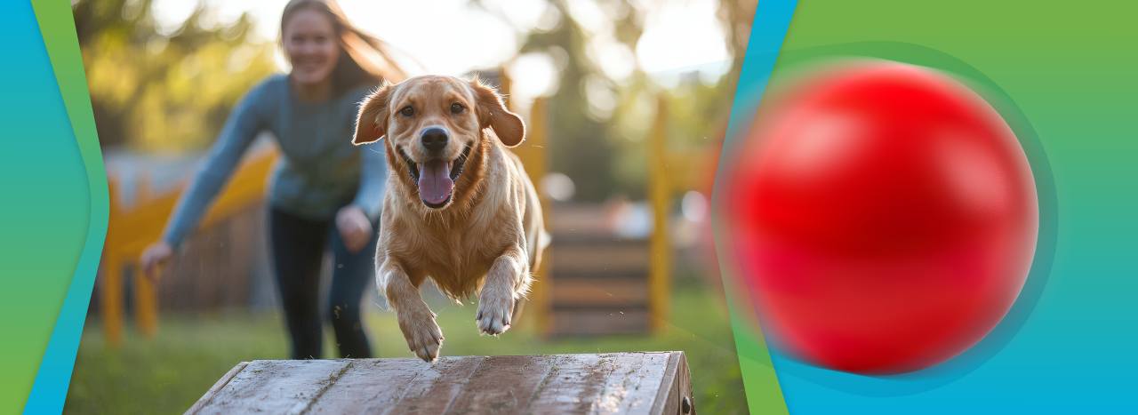 10 Fun Outdoor Activities for Your Dog