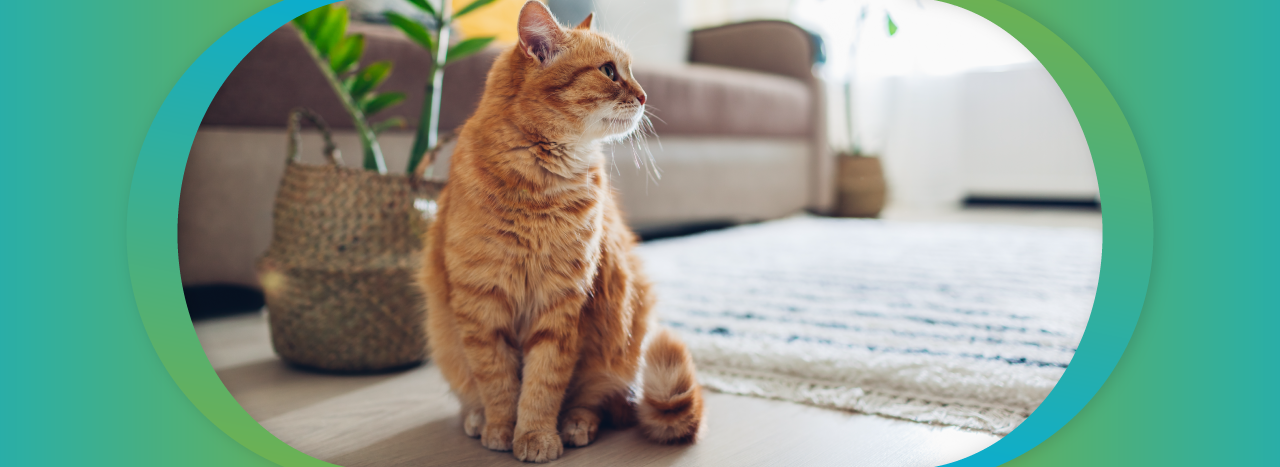 cat sitting on the ground