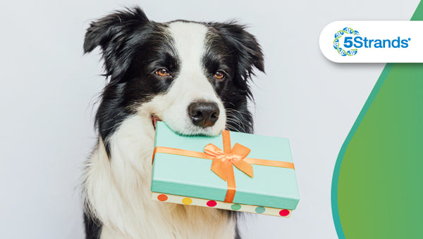 Top 10 Dog Owner Gifts to Delight Any Pup!
