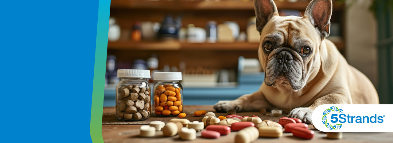 Dog Multivitamins: What Pet Owners Need to Know