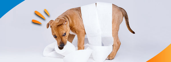 The Real Reason Your Dog’s Food Causes Diarrhea (Hint: It’s Not Allergies)