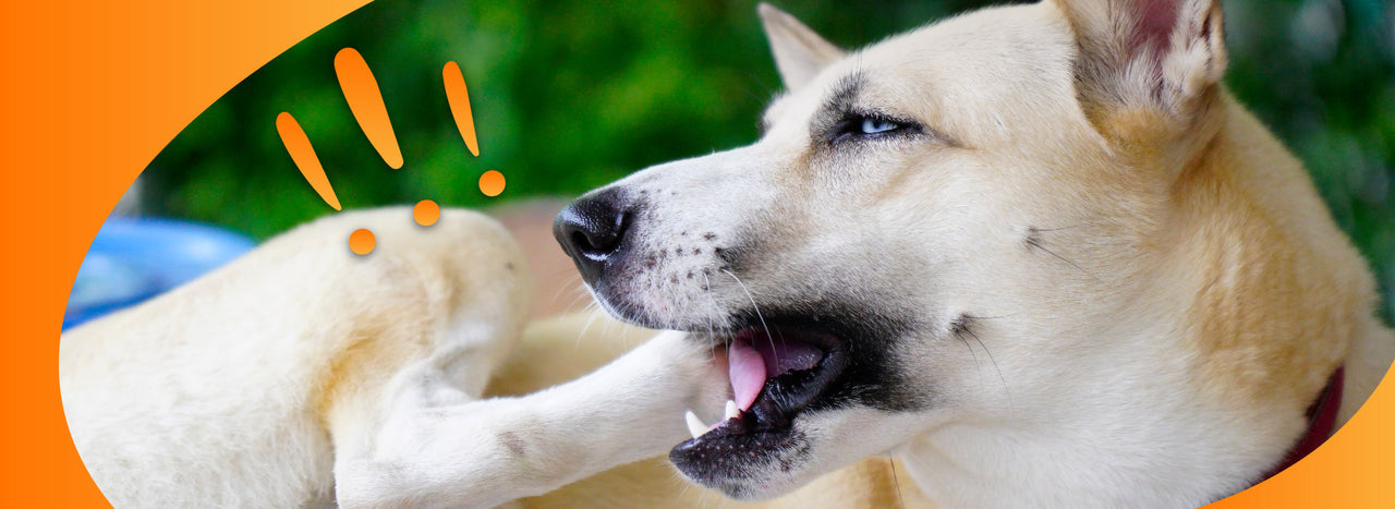 Dog biting paws due to food and environmental intolerances