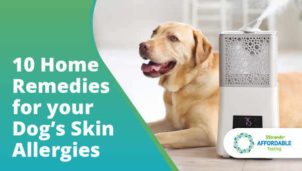 Home Remedies for your Dog's Skin Allergies or Intolerances - 5Strands At Home Testing Kit