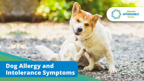 Dog Allergy and Intolerance Symptoms