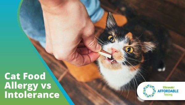 Cat Food Allergy Versus Intolerance - 5Strands Affordable Testing At Home Hair Test Kit