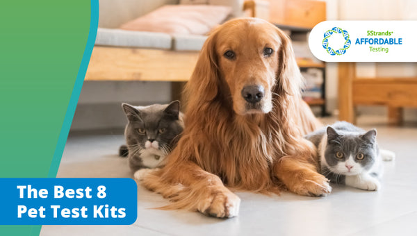Best Pet Intolerance Test Kits