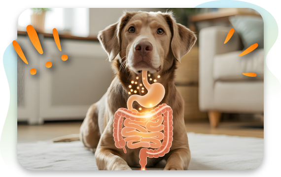 Dog with digestive system graphic showing gut health, digestion, and stomach issues in dogs.