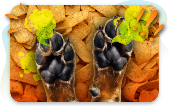 POV: Your Dog’s Paws Smell Like Fritos