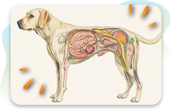 Illustration of a dog showing internal organs and digestive system anatomy.