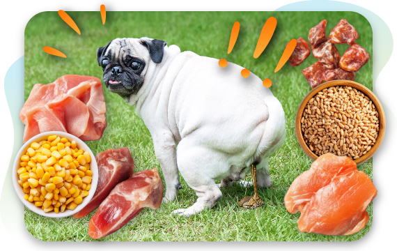 The Real Reason Your Dog’s Food Causes Diarrhea (Hint: It’s Not Allergies)
