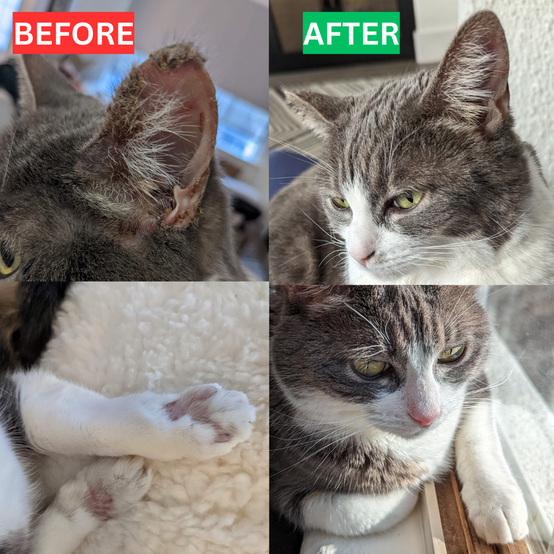 I Eliminated My Cat's Intolerance Symptoms