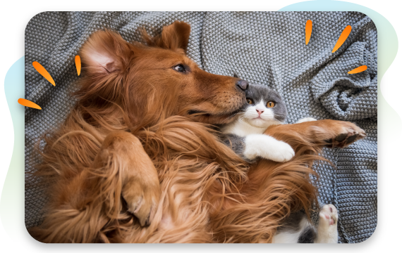 Dog cuddling a cat while lying together on a blanket.