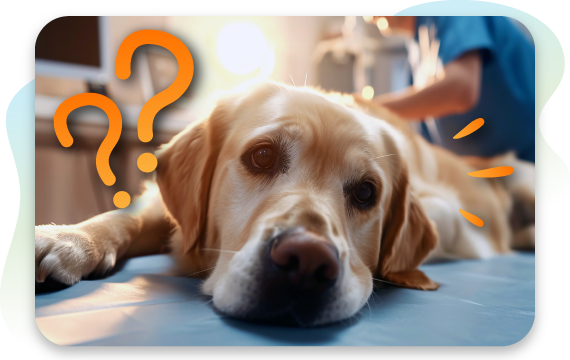 Pet Dog Symptom Checker A To Z