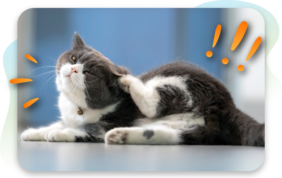 Gray and white cat scratching its ear while lying on the floor.