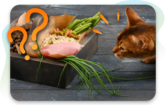 Cat Elimination Diet