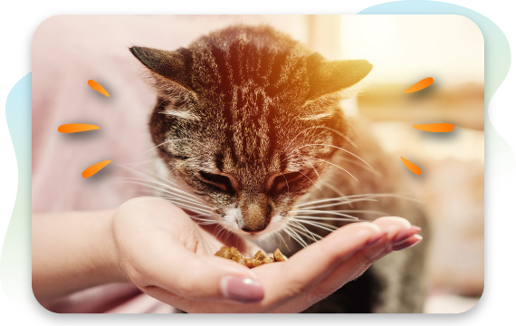 Cat Food Allergy vs Intolerance