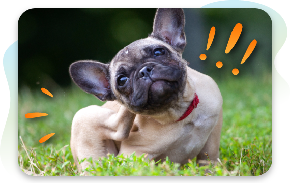 Small dog scratching its neck while sitting on the grass.