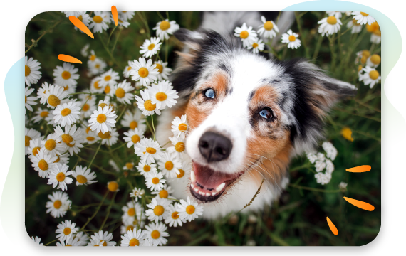 A Guide to Seasonal Allergies in Dogs