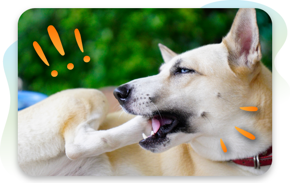 How to Stop Your Dog From Chewing Their Paws