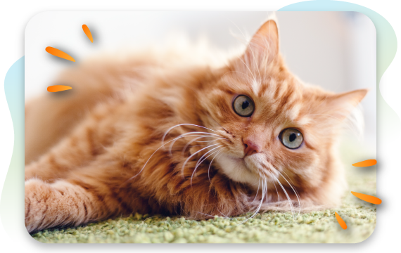 Cat Symptom Checker From A - Z