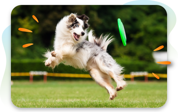 A high-energy, speckled black and white dog with bright blue eyes leaps into the air to catch a green flying disc in a grassy field.