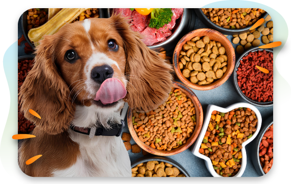 A collage shows a dog licking its lips next to an assortment of bowls filled with different types of dog food, including dry kibble, raw meat, and various treats.