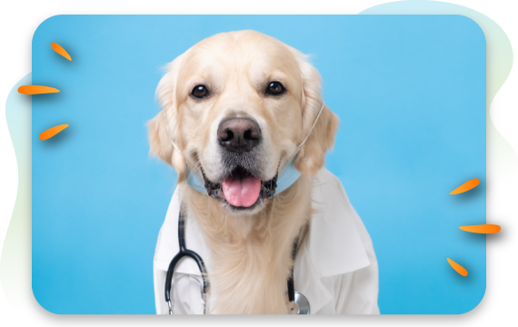 cute labrador wearing doctors outfit