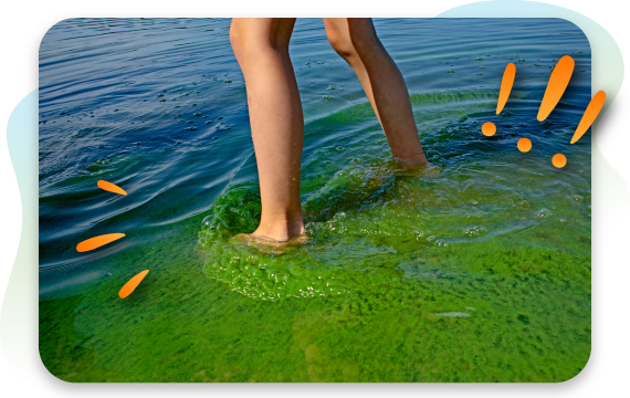 person's feet stepping in blue-green algae at lake