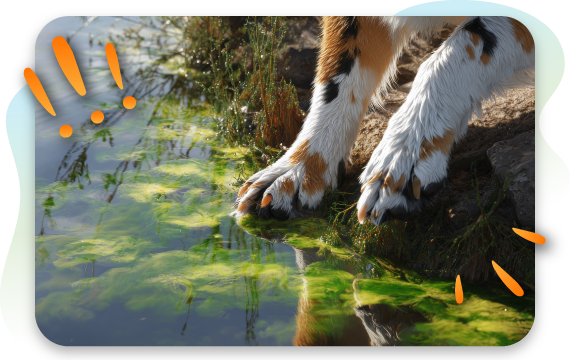 dog paws about to touch blue-green algae at a lake