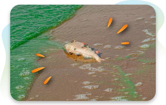 fish dead on shore at lake from nutrient pollution