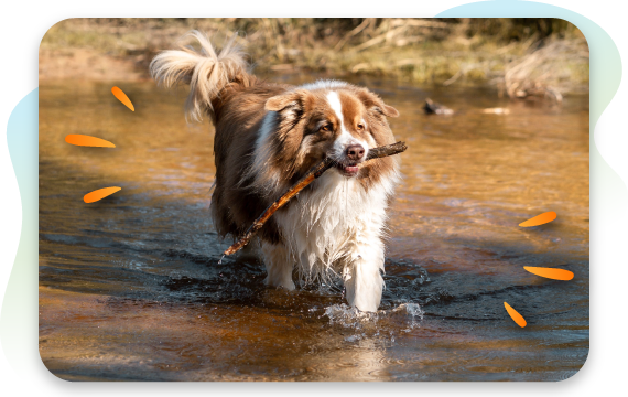 border collie holding stick in mouth while wading in lake
