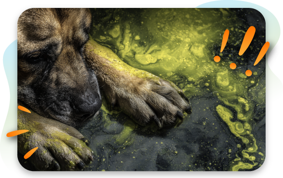 dog with face and paws in blue-green algae infested water
