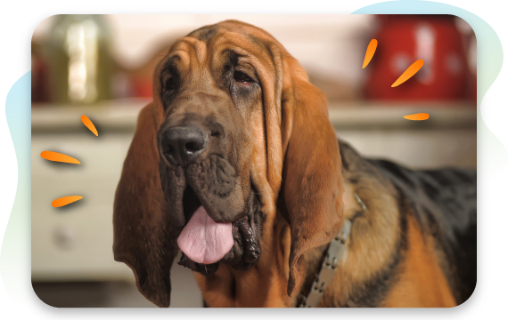 closeup photo of a bloodhound dog