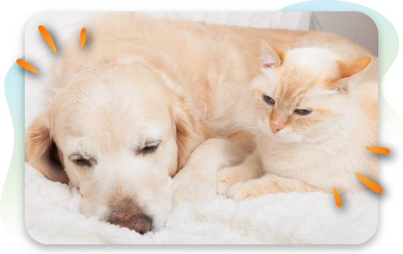 62% of Dogs & Cats Suffer From Intolerance Symptoms And Their Owners Don’t Know