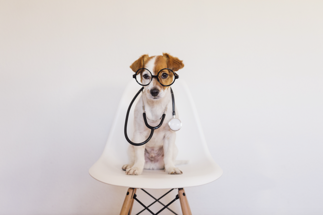 cute dog health testing 5strands