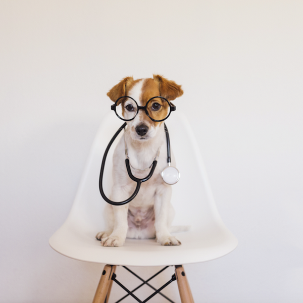 cute dog health testing 5strands