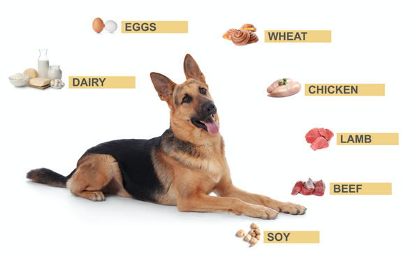 5strands dog food allergy or intolerance