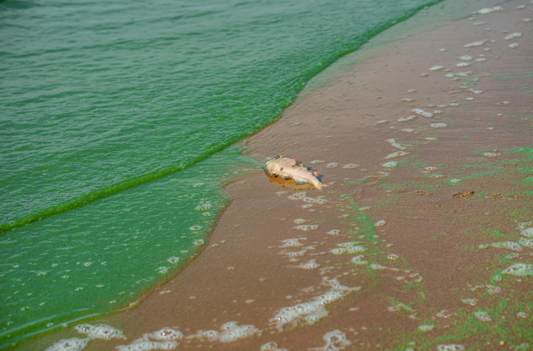 nutrient pollution