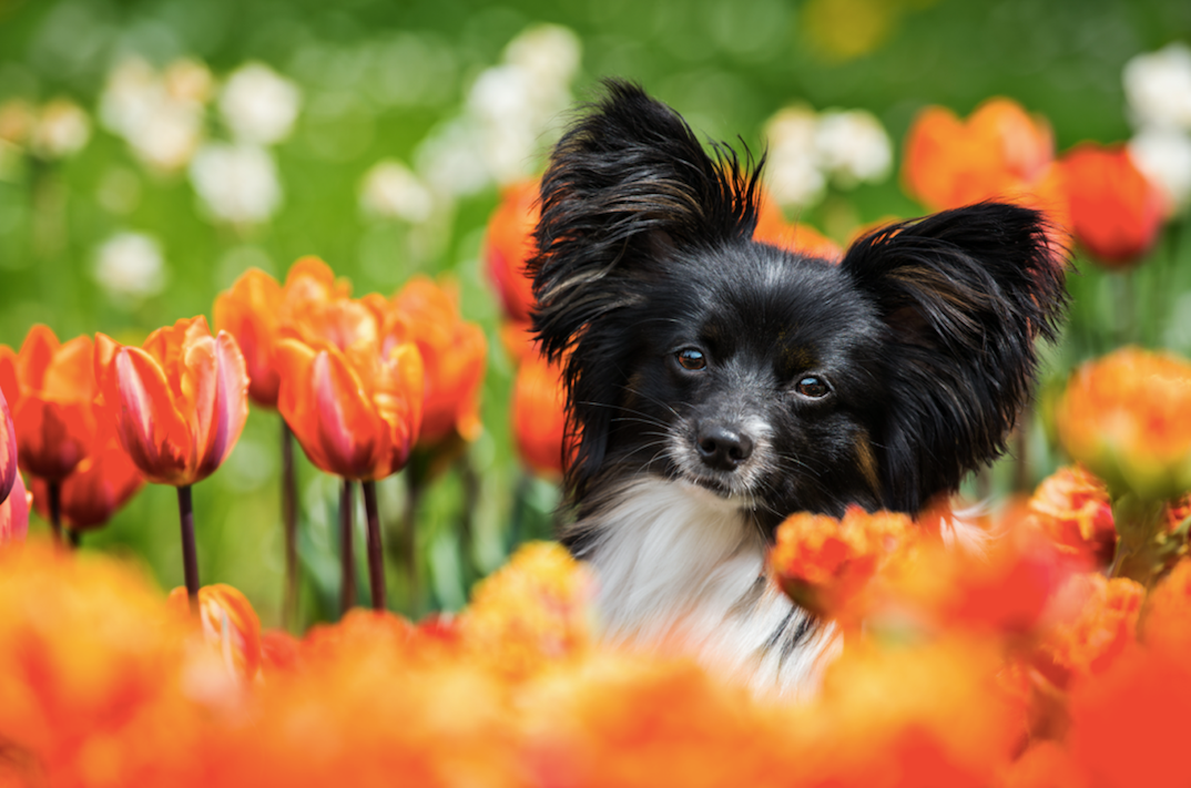 spring dog with flowers