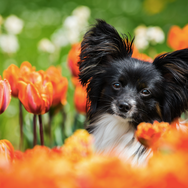 spring dog with flowers
