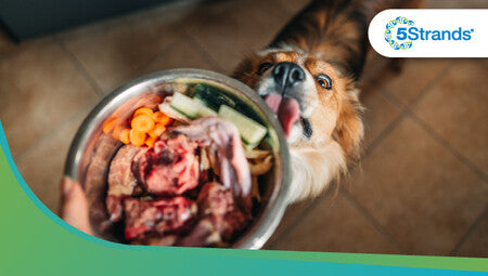 10 Raw Dog Foods Your Dog Will Love