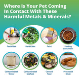 Pet Heavy Metals & Minerals Imbalance Test (Previous Hair Sample Required)