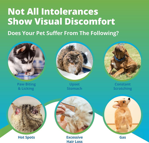 Dog and cat intolerance symptoms