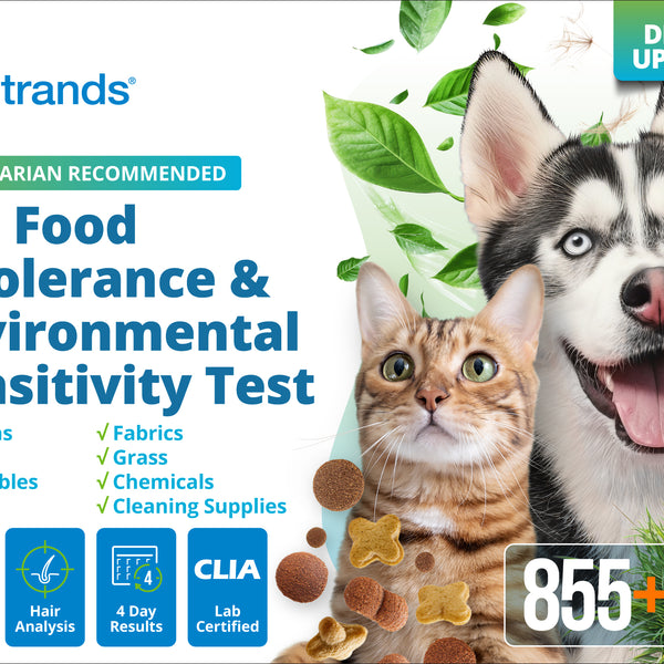 Pet Food Intolerance & Environmental Sensitivity Test (Digital)