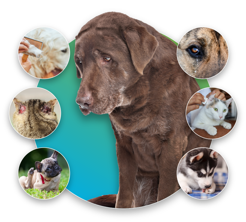 cat and dog intolerance symptoms