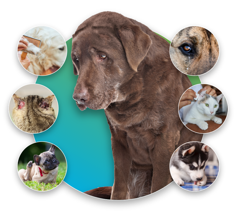 cat and dog intolerance symptoms