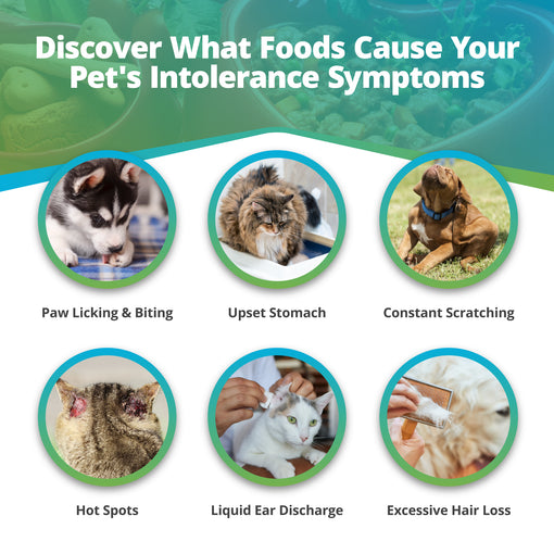 Pet Food Intolerance Test